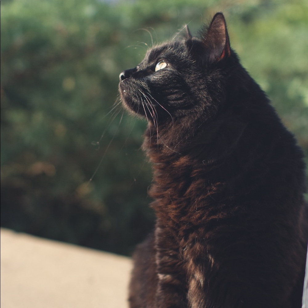 Meet your Posher, Amber